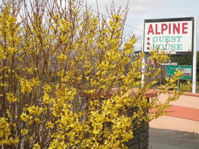 Alpine Guesthouse Dingle Kültér fotó